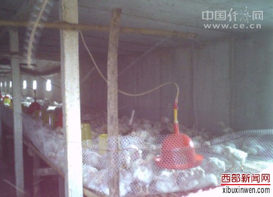图为高密度的养殖场。
