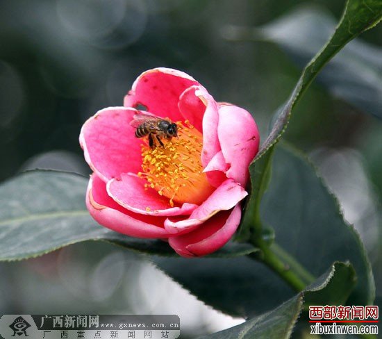 到南宁金花茶公园赏茶花 8000多株茶花让你看个够