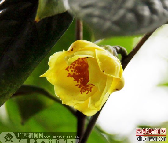 到南宁金花茶公园赏茶花 8000多株茶花让你看个够
