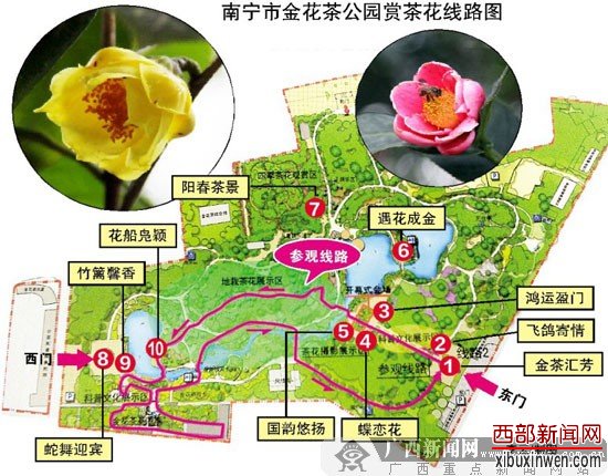 到南宁金花茶公园赏茶花 8000多株茶花让你看个够