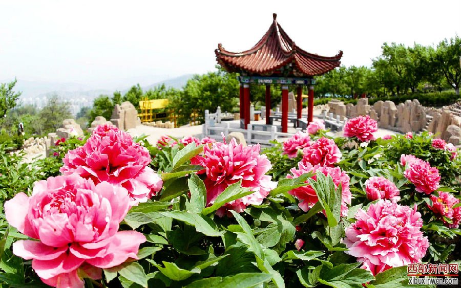 花香醉人 正是赏花好时节 全国各地赏花时间表