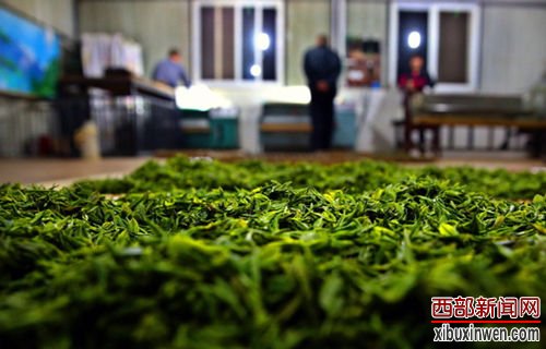 感受碧口茶韵幽香 邂逅甘肃最美小镇