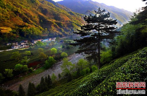 感受碧口茶韵幽香 邂逅甘肃最美小镇