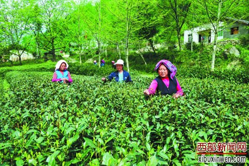 感受碧口茶韵幽香 邂逅甘肃最美小镇