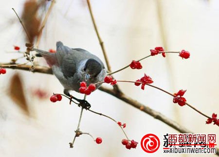 黑顶林莺