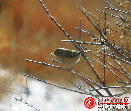 黄眉柳莺