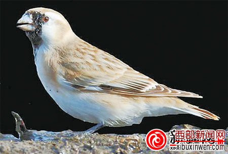 黑喉雪雀