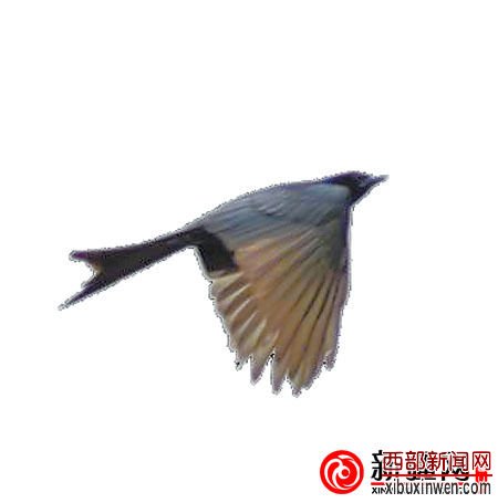 黑卷尾
